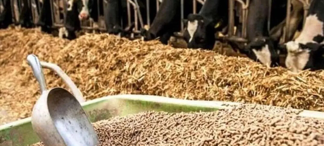 تخلف ۴۵ هزار میلیارد تومانی در واردات نهاده‌های دامی/ برای واردات ۳.۵ میلیون تن نهاده، ارز ترجیحی دریافت کرده‌اند، اما چیزی توزیع نشده